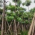 灯台树