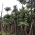 灯台树