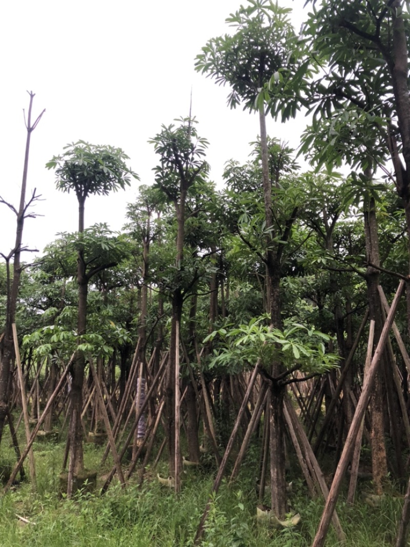 灯台树