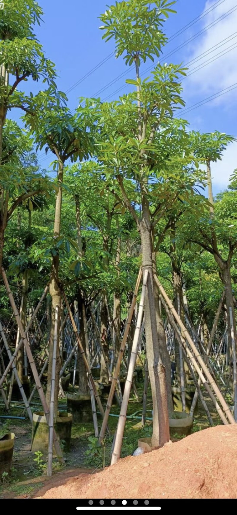 灯台树