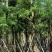 灯台树