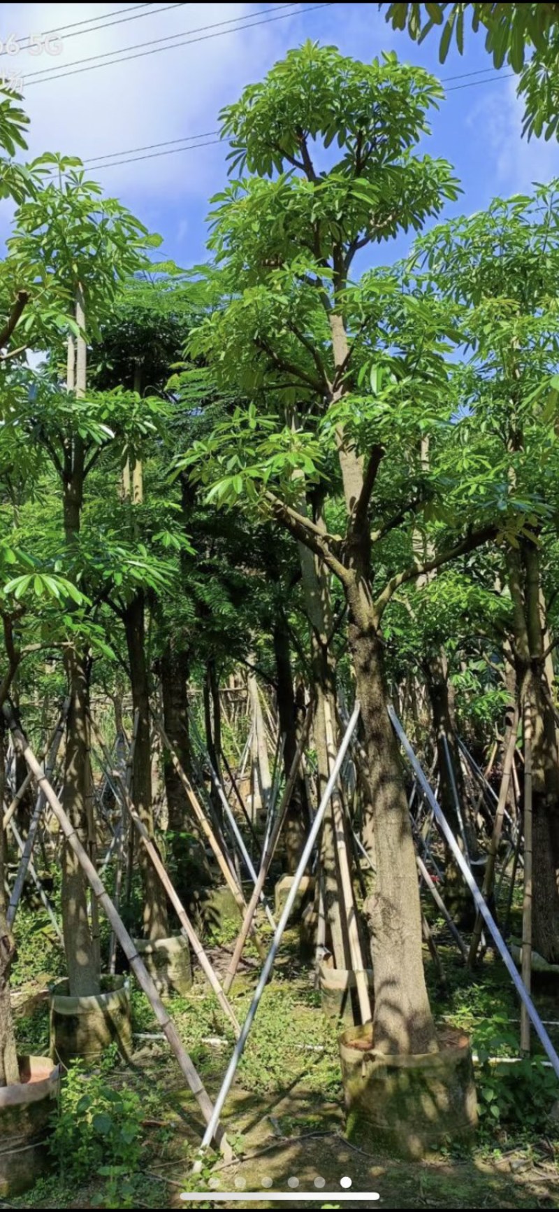 灯台树