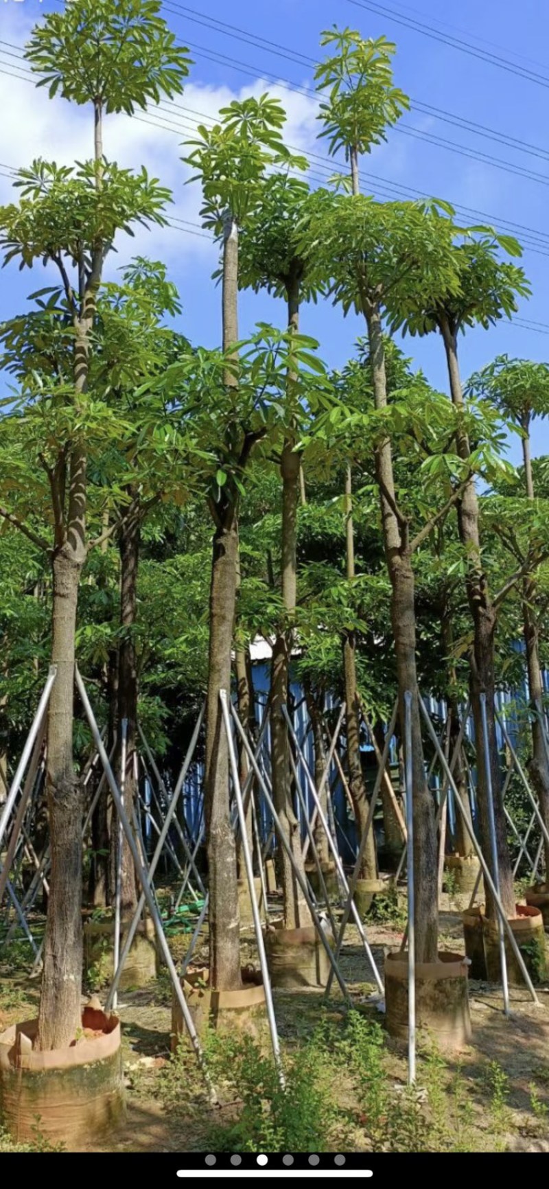 灯台树