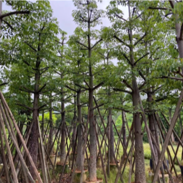 木棉英雄树本地木棉10-50分