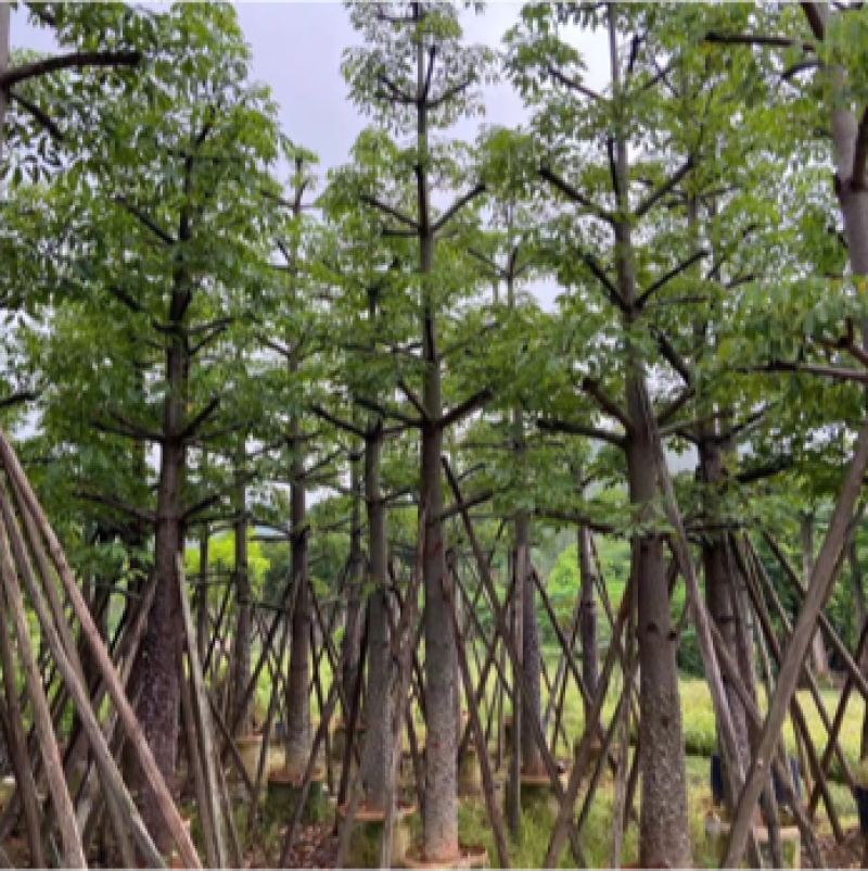 木棉英雄树本地木棉10-50分