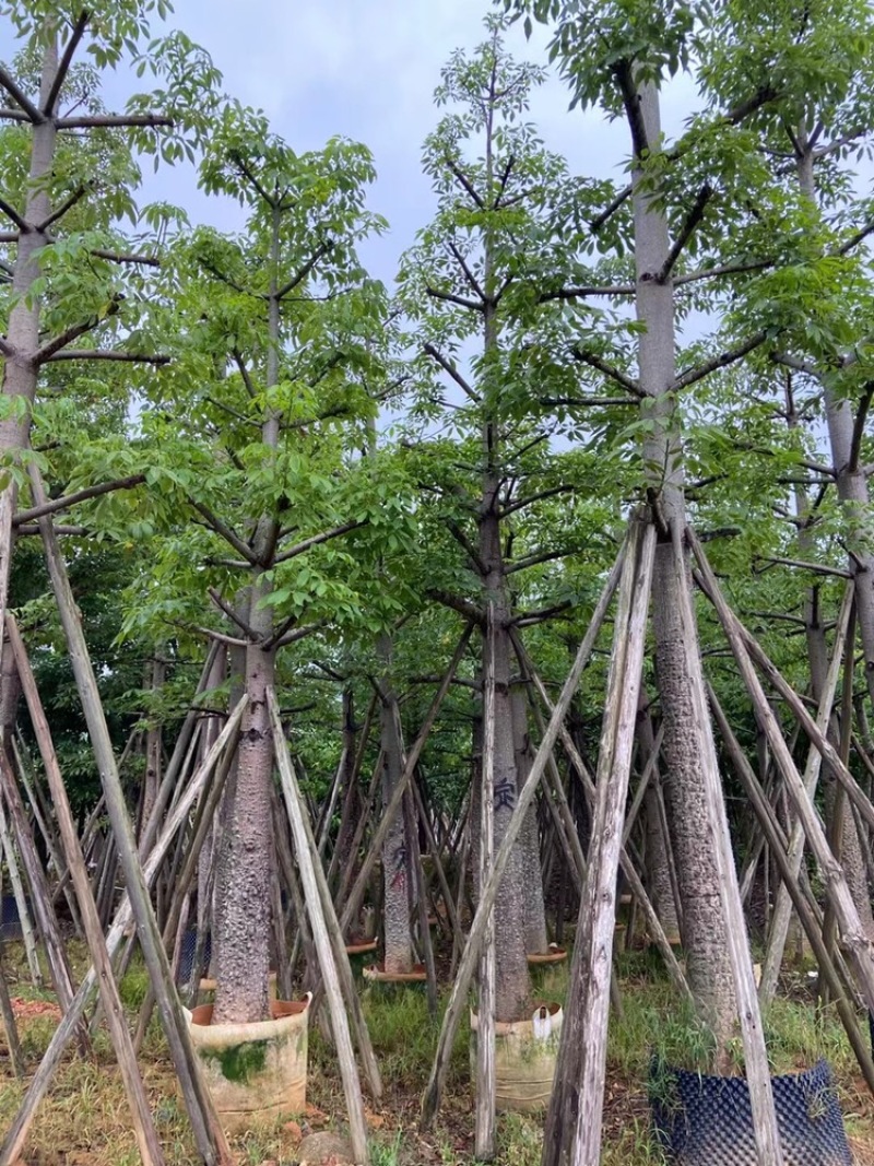 木棉英雄树本地木棉10-50分