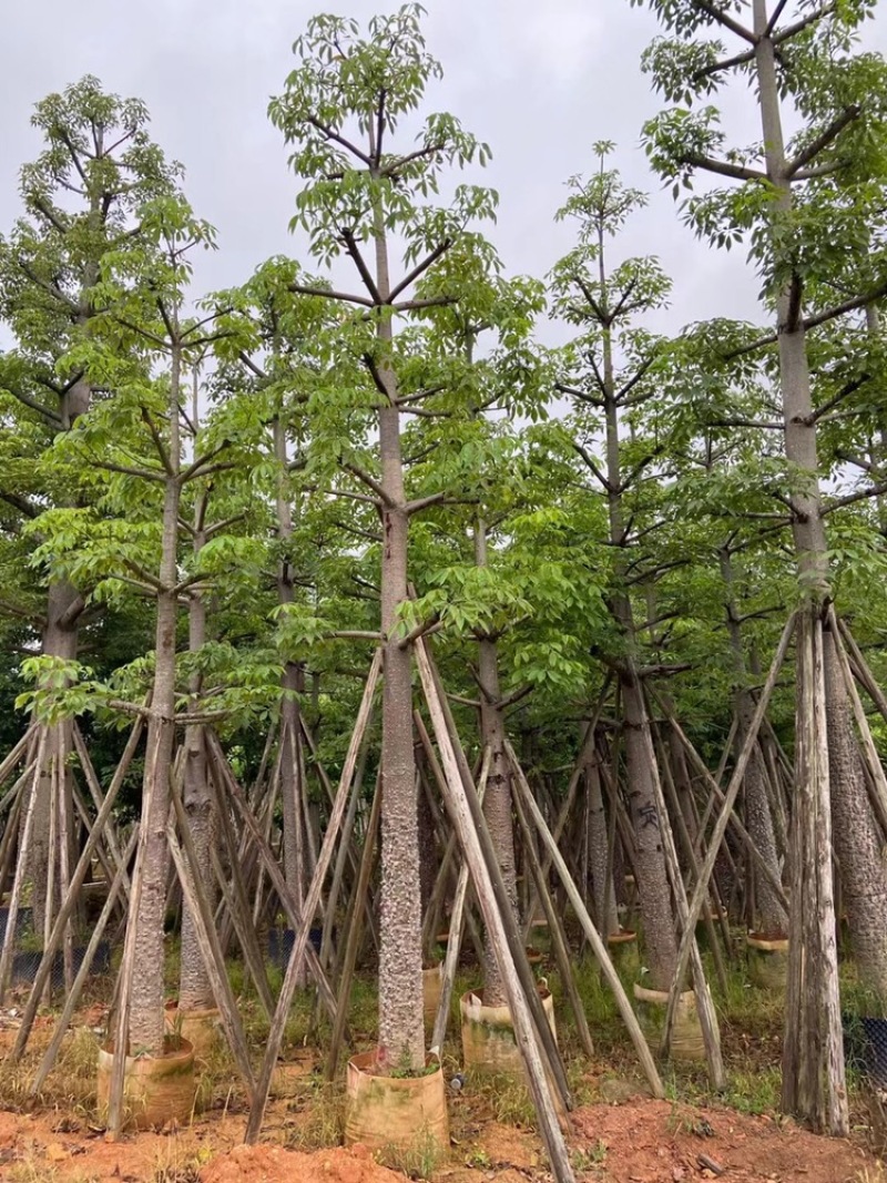 木棉英雄树本地木棉10-50分