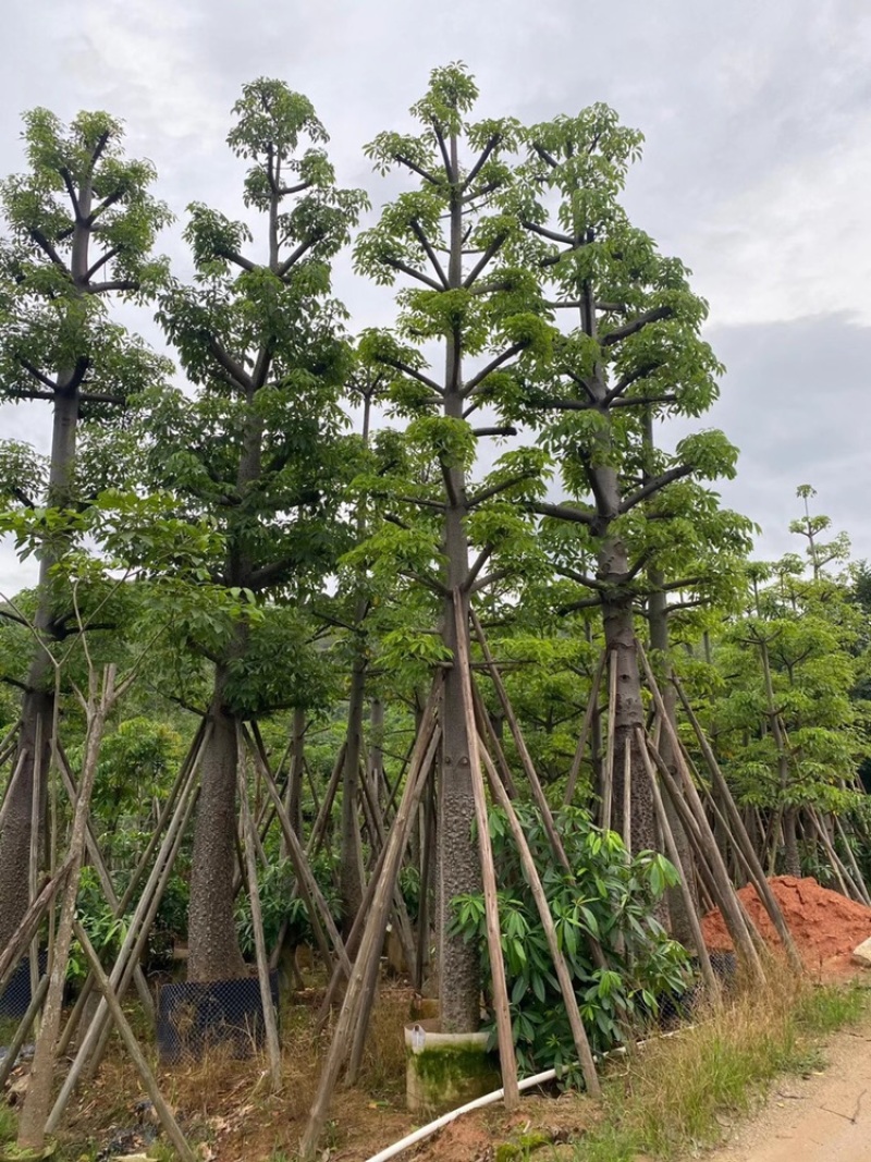 木棉英雄树本地木棉10-50分