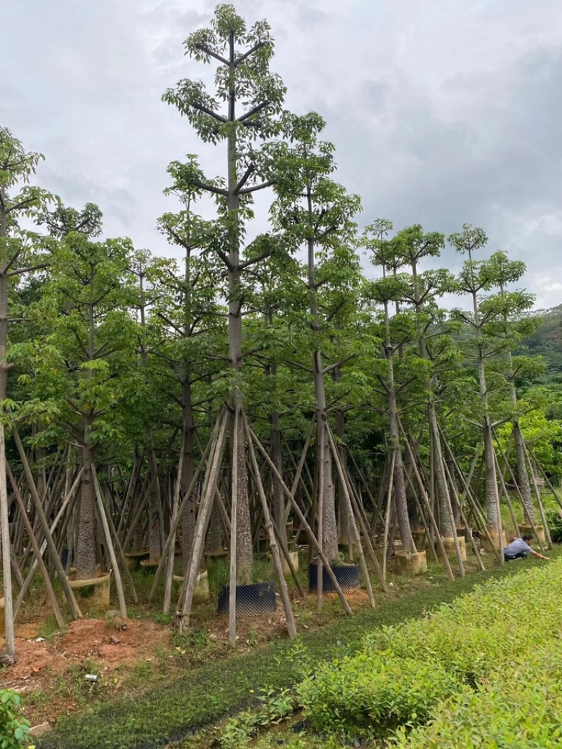 木棉英雄树本地木棉10-50分