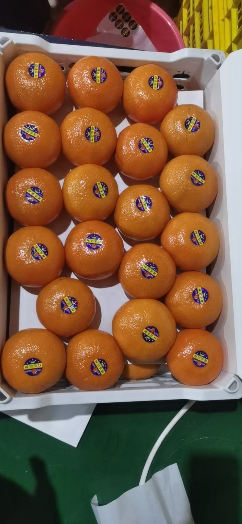 广西沃柑