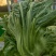 优质油菜四川油菜青菜产地直供货源充足品质优良欢迎选购