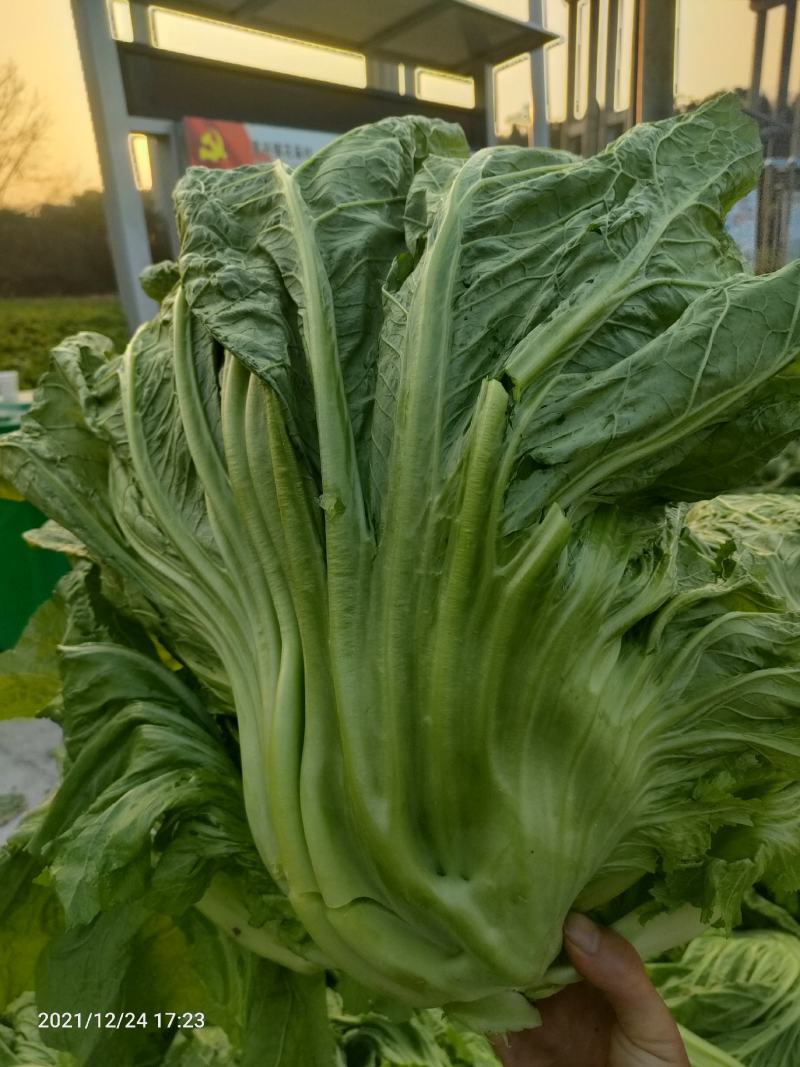 优质油菜四川油菜青菜产地直供货源充足品质优良欢迎选购