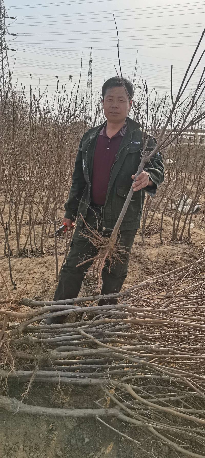 大红袍李子苗，1-2-3年生苗。保证质量保证纯度保证成活