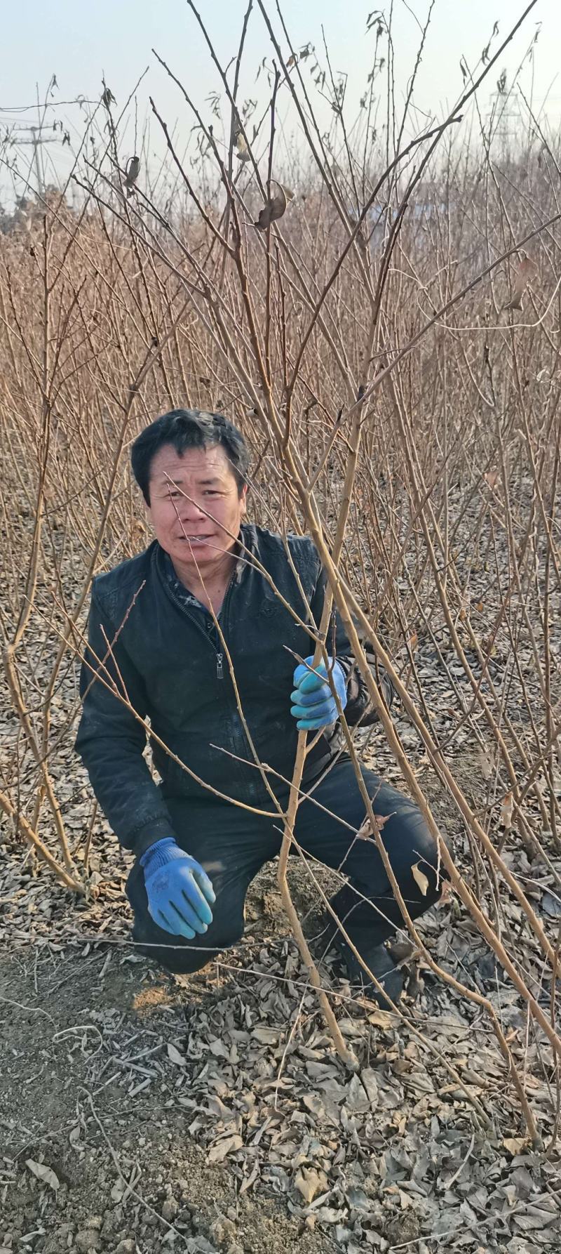 大红袍李子苗，1-2-3年生苗。保证质量保证纯度保证成活