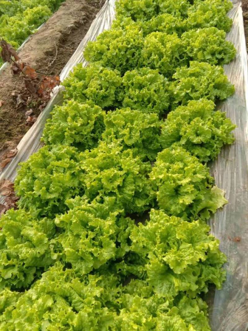 济宁市金乡县精品生菜大量上市，货源充足，价格便宜