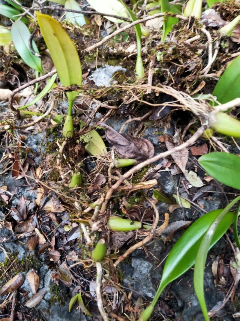 石仙桃