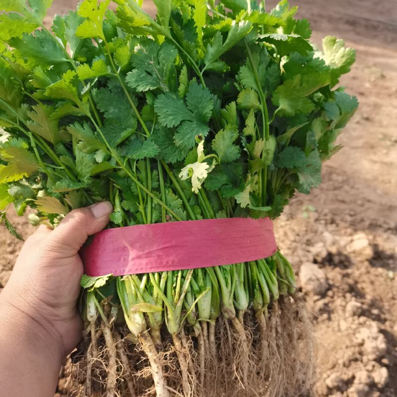 滑县香菜大叶香菜产地直发叶片发黑油亮实力代办代发