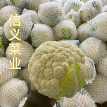 云南小白花