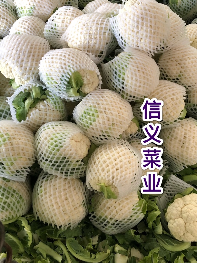 云南小白花