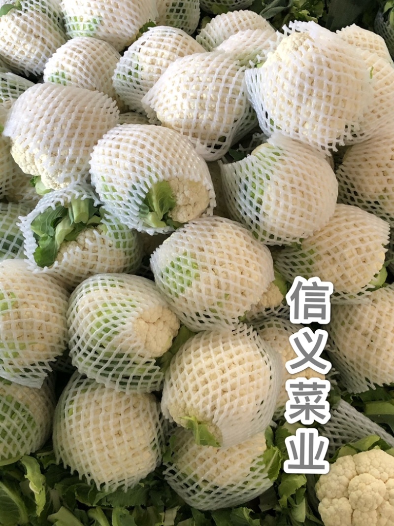 云南小白花