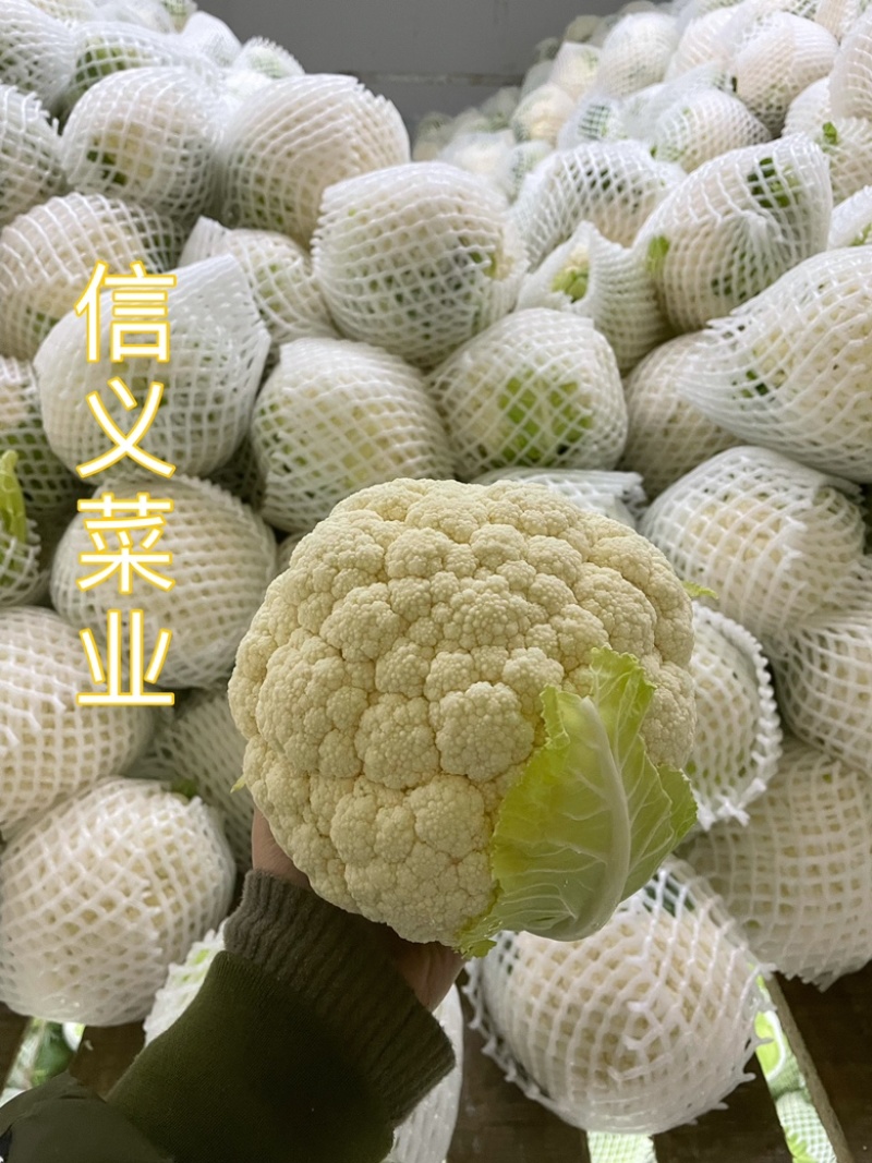 云南小白花