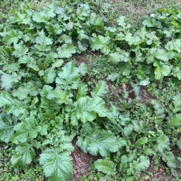 【5斤35元包邮】野菜野腊菜小辣菜叶油菜