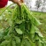 【5斤35元包邮】野菜野腊菜小辣菜叶油菜