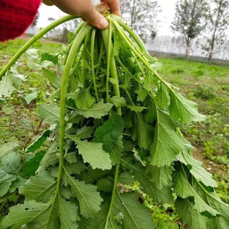 【5斤35元包邮】野菜野腊菜小辣菜叶油菜
