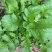 【5斤35元包邮】野菜野腊菜小辣菜叶油菜