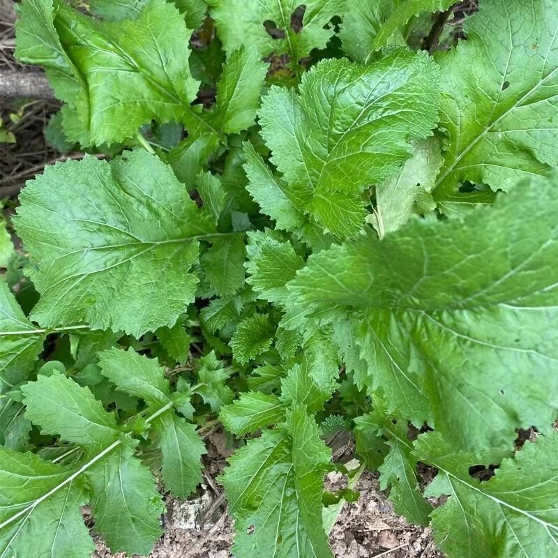 【5斤35元包邮】野菜野腊菜小辣菜叶油菜