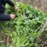 【5斤35元包邮】野菜野腊菜小辣菜叶油菜