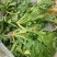 【5斤35元包邮】野菜野腊菜小辣菜叶油菜
