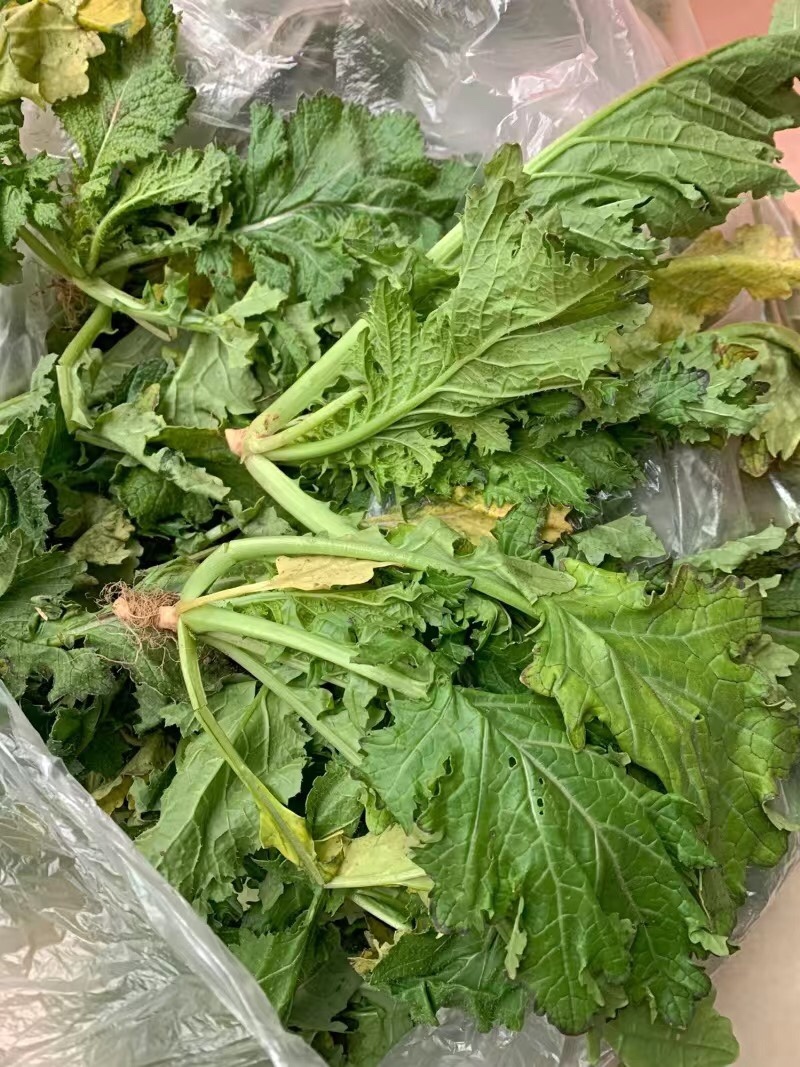 【5斤35元包邮】野菜野腊菜小辣菜叶油菜