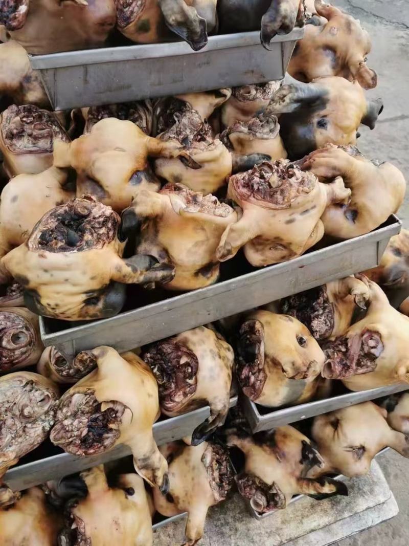 内蒙古锡林浩特火燎草地绵羊白头、花头，各种规格，都有现货