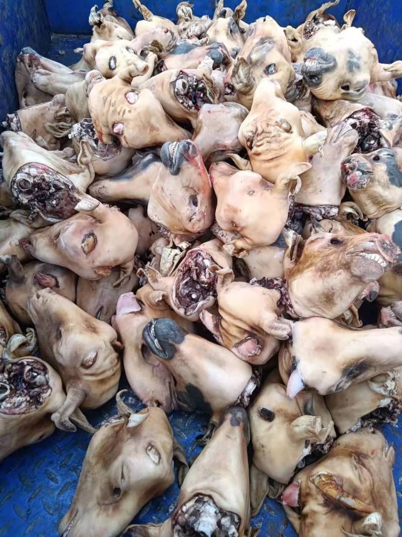 内蒙古锡林浩特火燎草地绵羊白头、花头，各种规格，都有现货