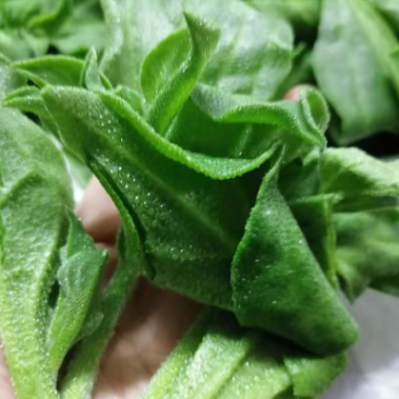 【5斤25元包邮】新鲜冰草沙拉菜冰叶