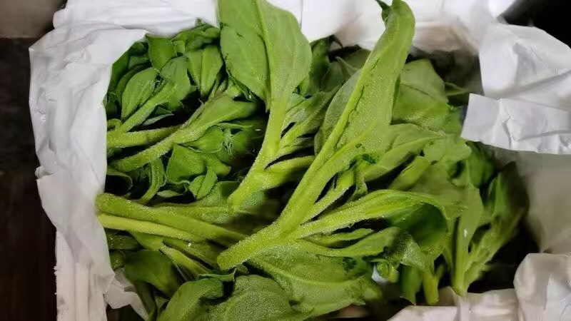 【5斤25元包邮】新鲜冰草沙拉菜冰叶