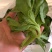 【5斤25元包邮】新鲜冰草沙拉菜冰叶