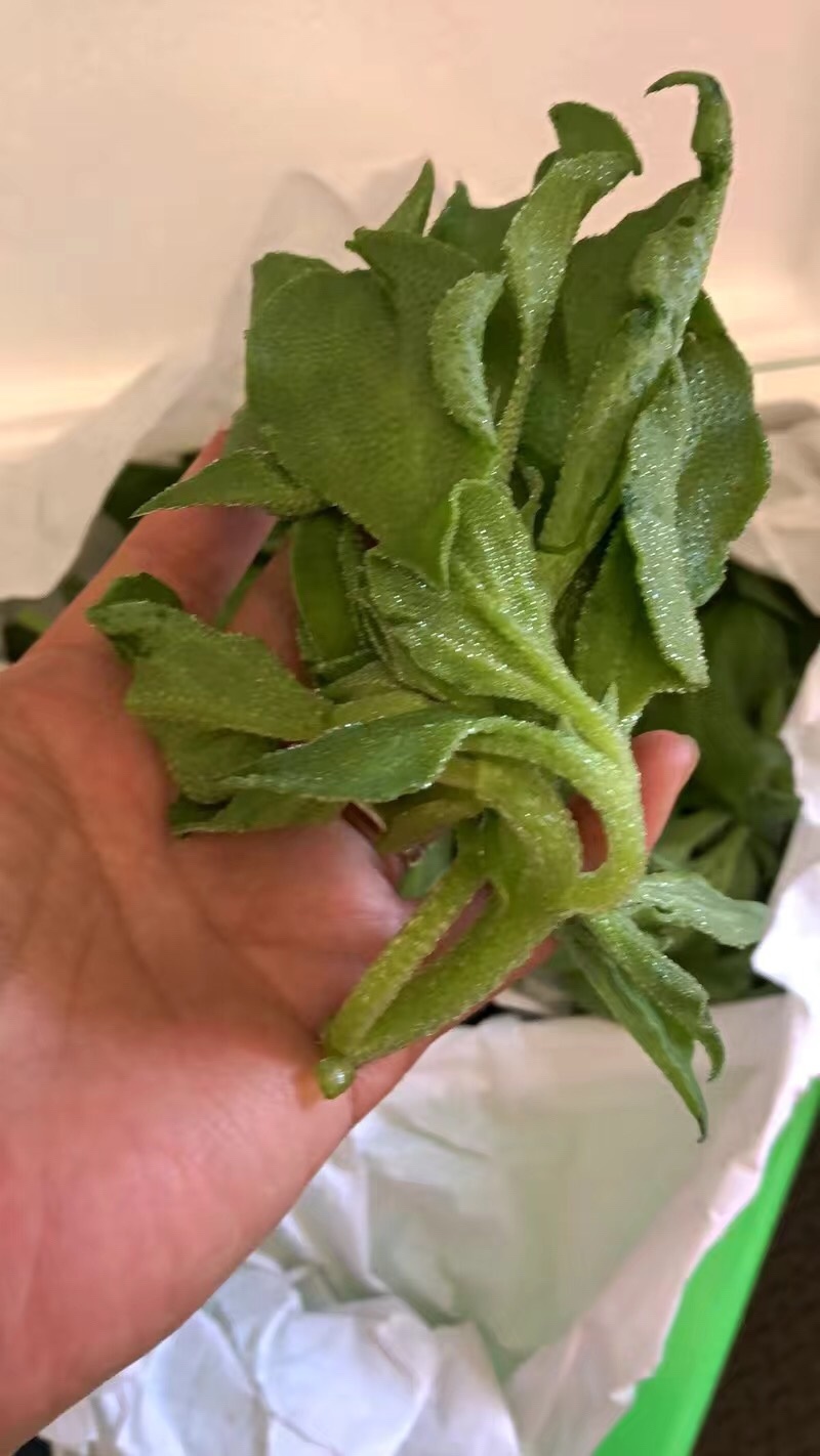 【5斤25元包邮】新鲜冰草沙拉菜冰叶