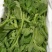 【5斤25元包邮】新鲜冰草沙拉菜冰叶