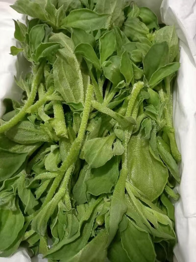 【5斤25元包邮】新鲜冰草沙拉菜冰叶