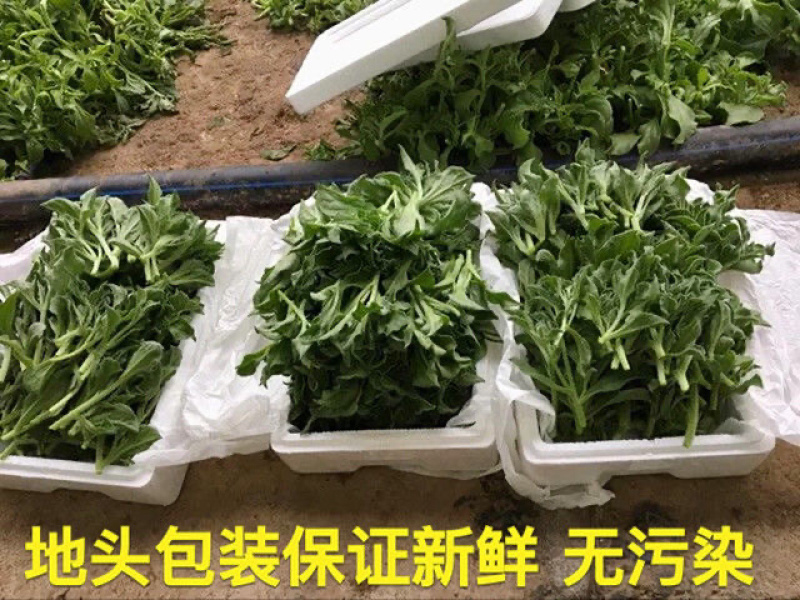 【5斤25元包邮】新鲜冰草沙拉菜冰叶