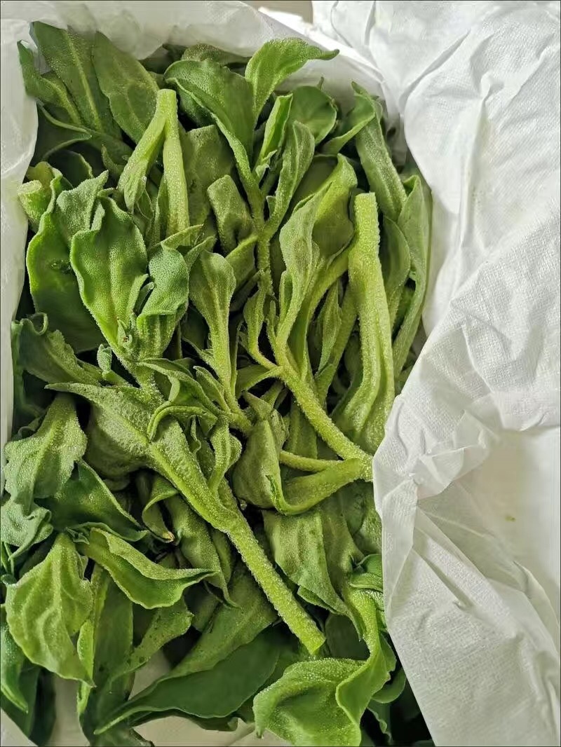 【5斤25元包邮】新鲜冰草沙拉菜冰叶