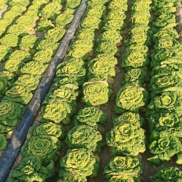 黄心菜