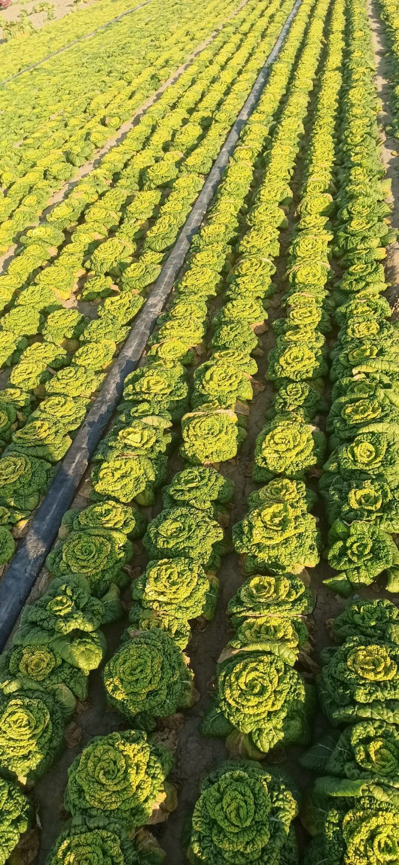 黄心菜