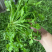 【3斤35元包邮】野生荠菜地丁菜野菜