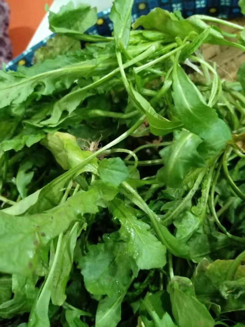 【3斤35元包邮】野生荠菜地丁菜野菜