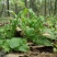 【3斤35元包邮】野生荠菜地丁菜野菜