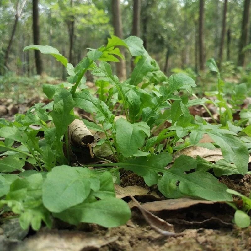 【3斤35元包邮】野生荠菜地丁菜野菜