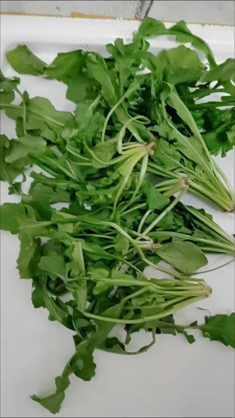 【3斤35元包邮】野生荠菜地丁菜野菜